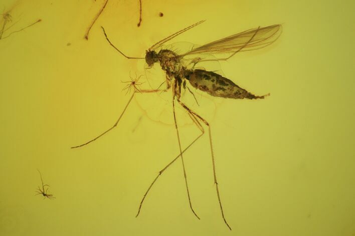Fossil Fly (Diptera) In Baltic Amber #72234